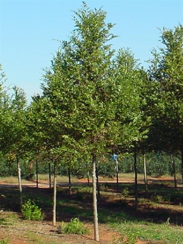 Bosque? Lacebark Elm