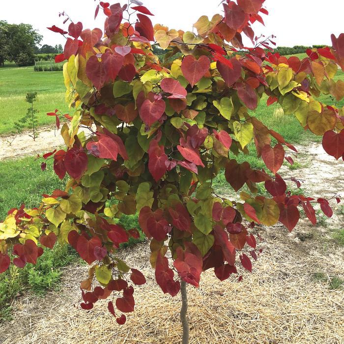Cercis canadensis Flame Thrower&reg;