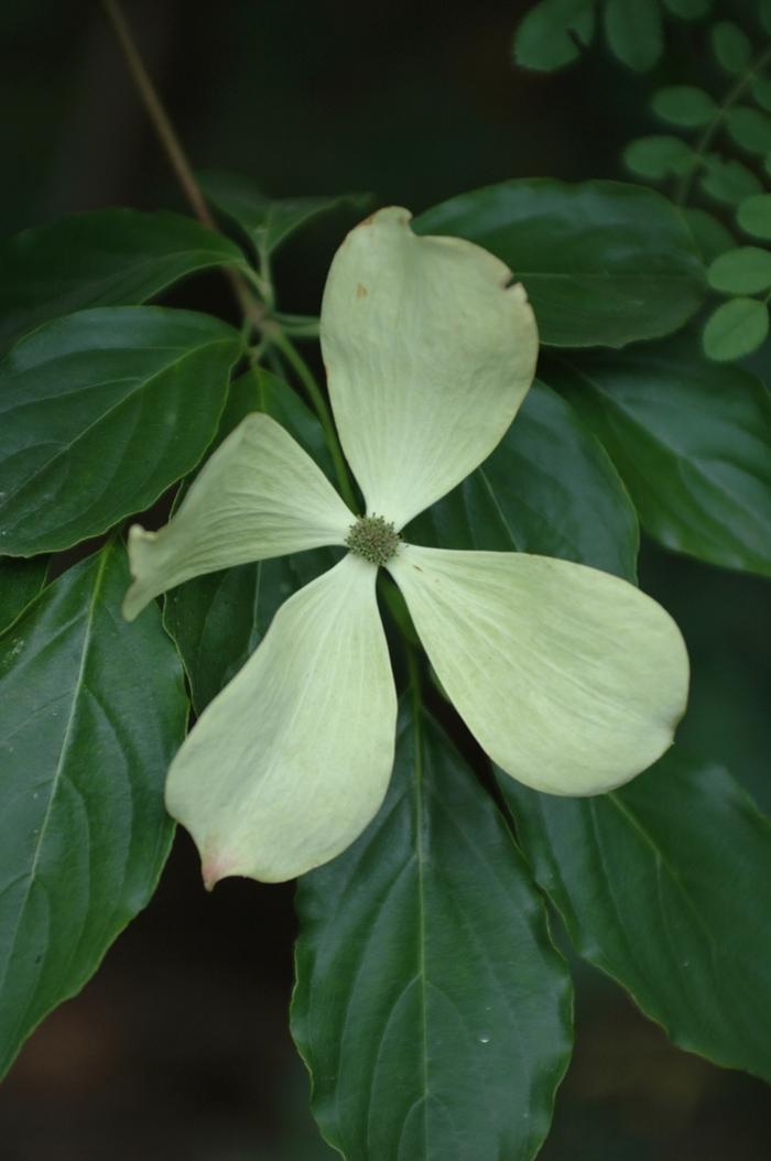 Cornus Constellation&reg;