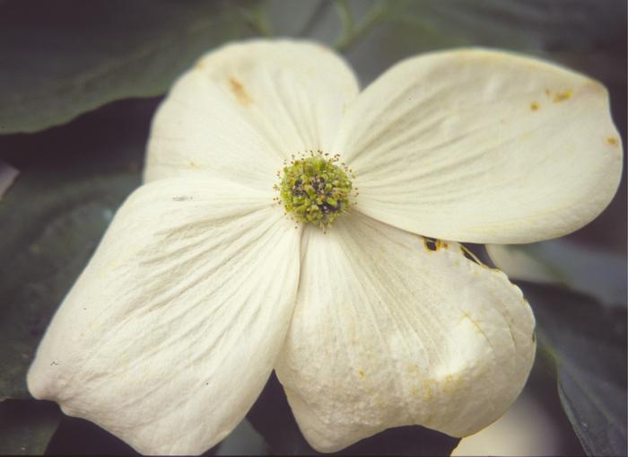 Cornus Venus