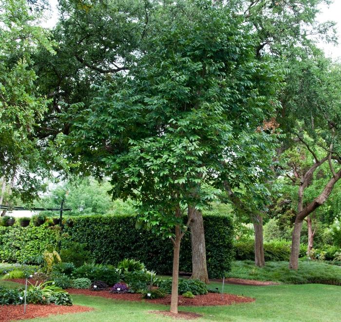 Fraxinus pennsylvanica Urbanite