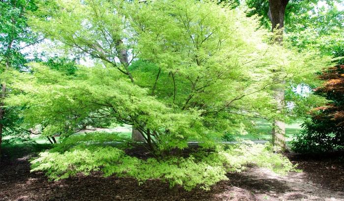 Acer palmatum var. dissectum Seiryu (Green Dragon)