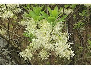 Chionanthus virginicus - Fringe Tree from Southeastern Growers Website