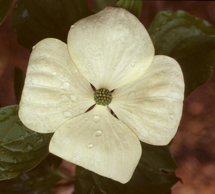 Cornus Venus