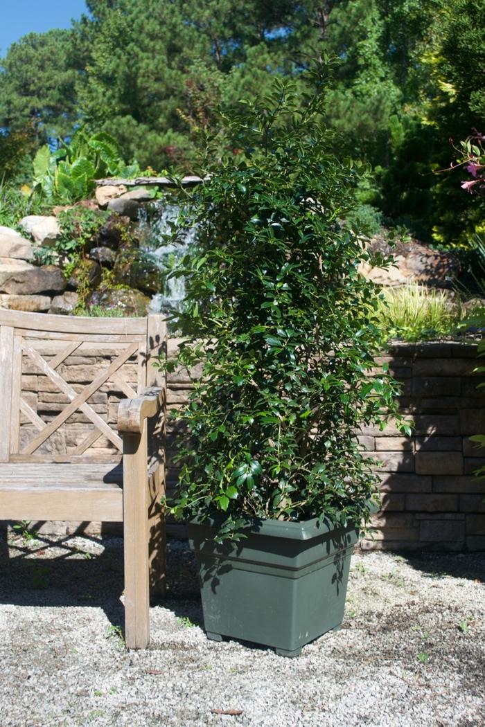 Ilex Christmas Jewel&reg;