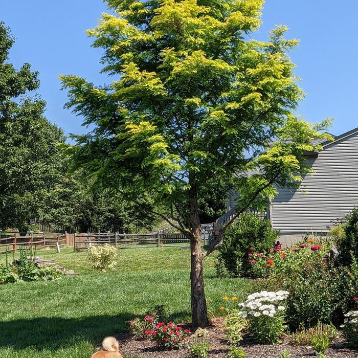 Metasequoia glyptostroboides Amber Glow&trade;