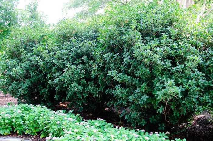 Osmanthus x fortunei Carl Wheeler