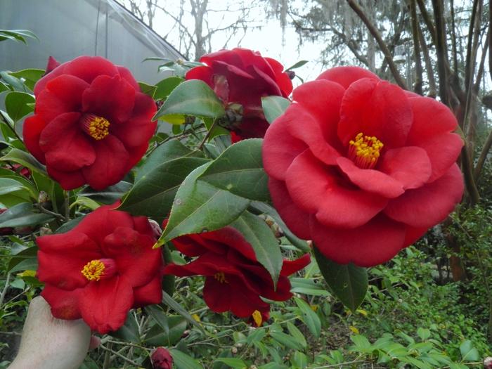 Camellia japonica Royal Velvet