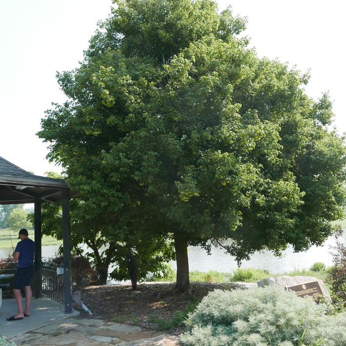 Acer buergerianum Aeryn&reg;