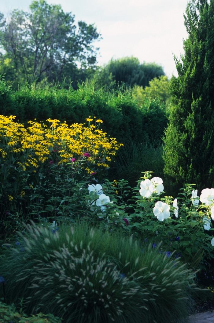 Juniperus virginiana Idyllwild