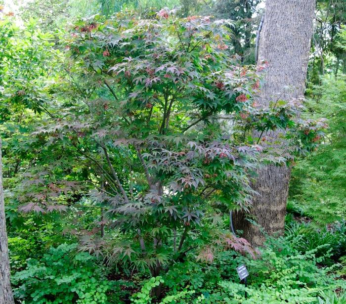 Acer palmatum Atrolineare (Filifera Purpurea)
