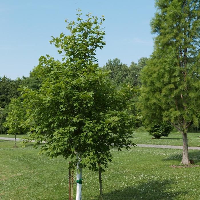 Acer saccharum Flashfire&reg;