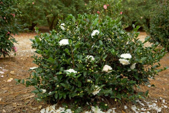 Camellia sasanqua October Magic&reg; White Shi-Shi
