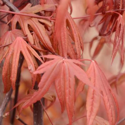 Acer palmatum Emperor 1&reg;