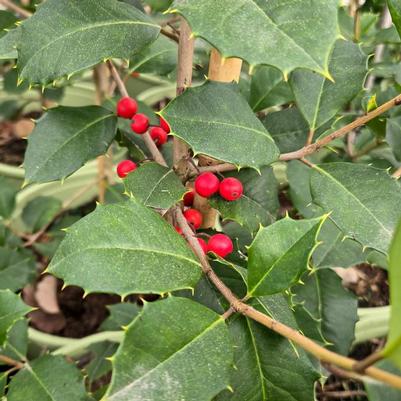 Ilex opaca Satyr Hill