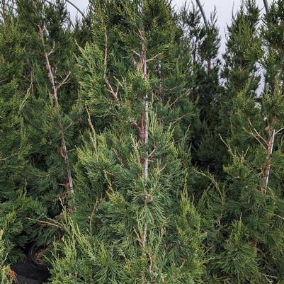 Juniperus chinensis Hetzii Columnaris