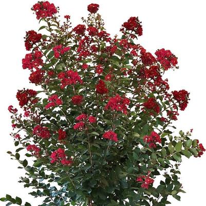 Lagerstroemia Colorama&trade; Scarlet