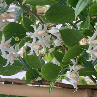 Styrax Stairway to Heaven&reg; 