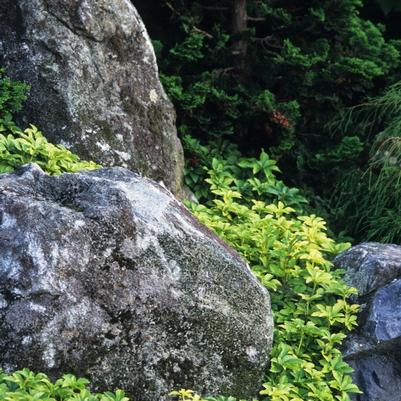 Cryptomeria japonica Yoshino