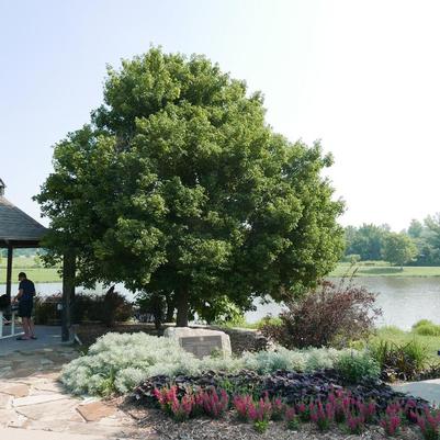 Acer buergerianum Aeryn&reg;