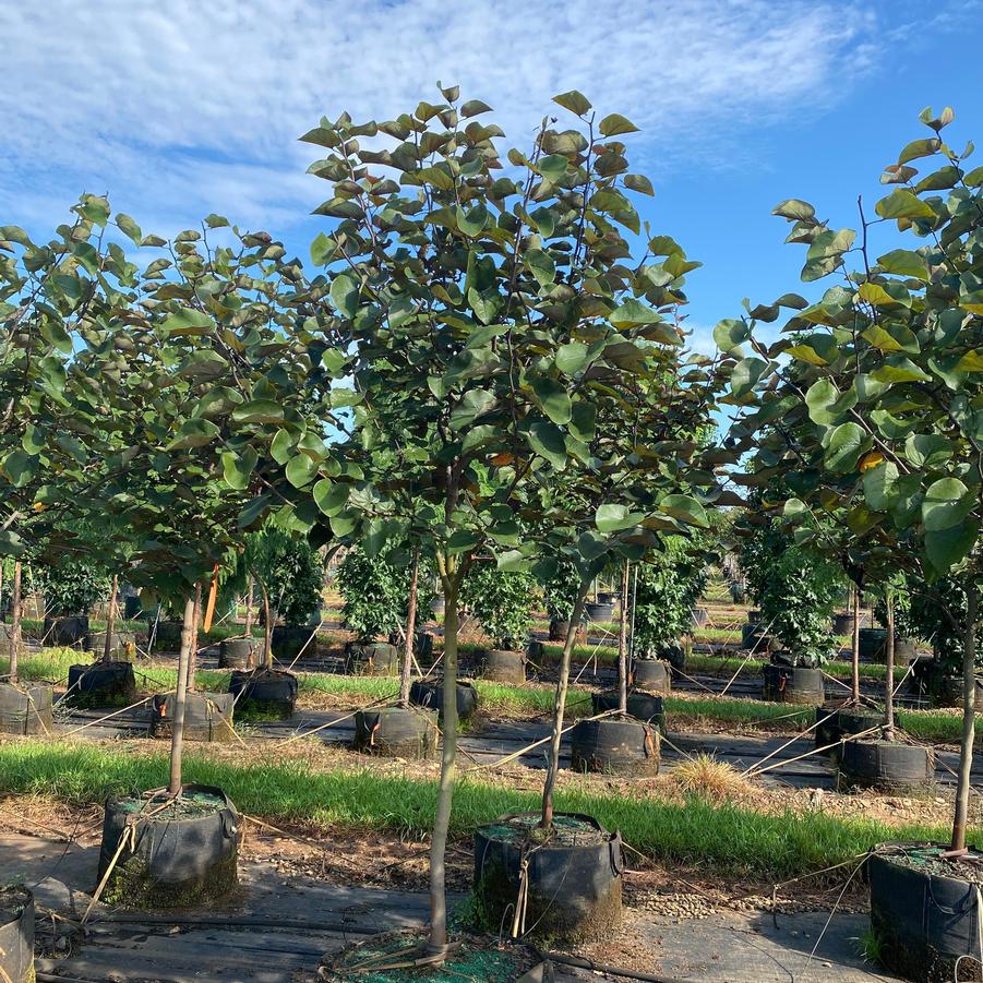 Cercis canadensis Merlot