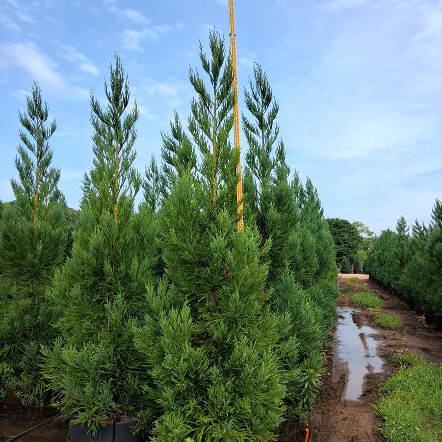 Cryptomeria japonica Radicans