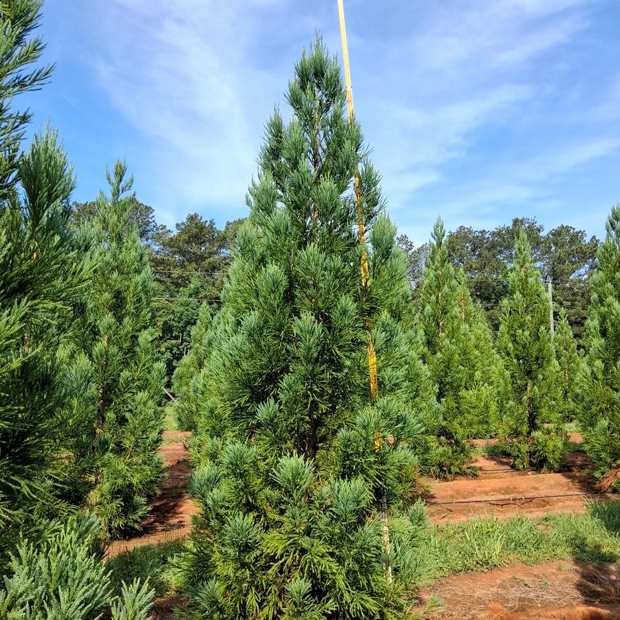 Cryptomeria japonica Radicans
