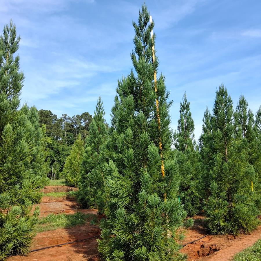 Cryptomeria japonica Radicans