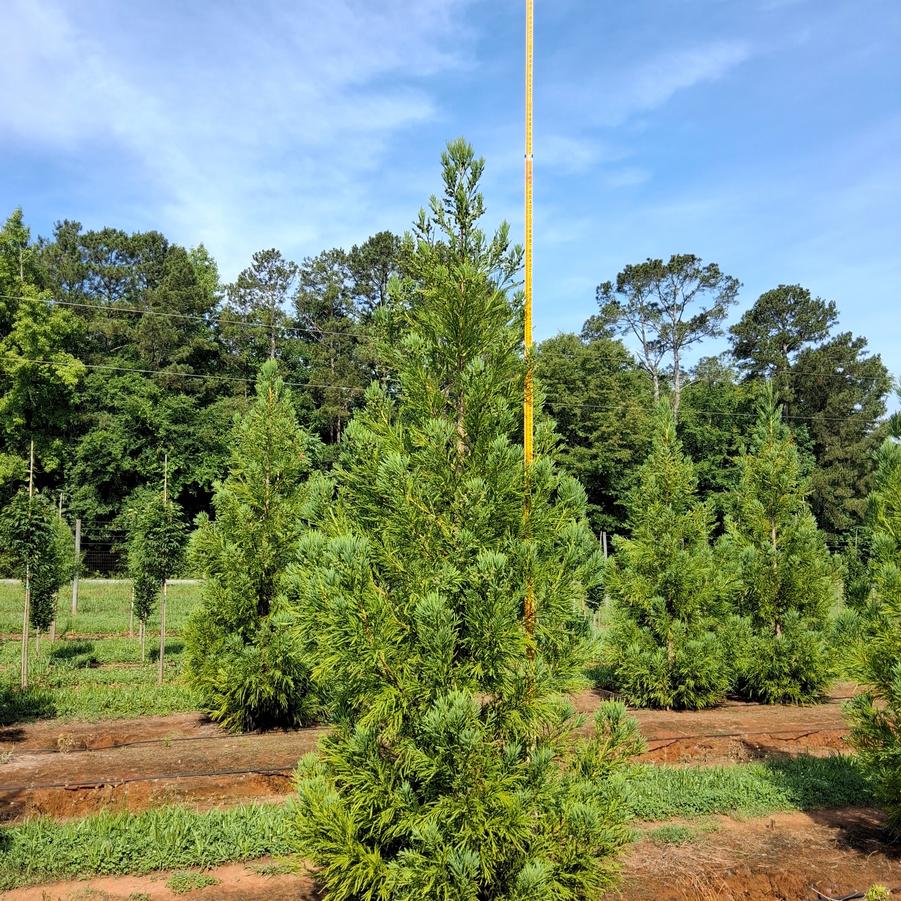Cryptomeria japonica Yoshino