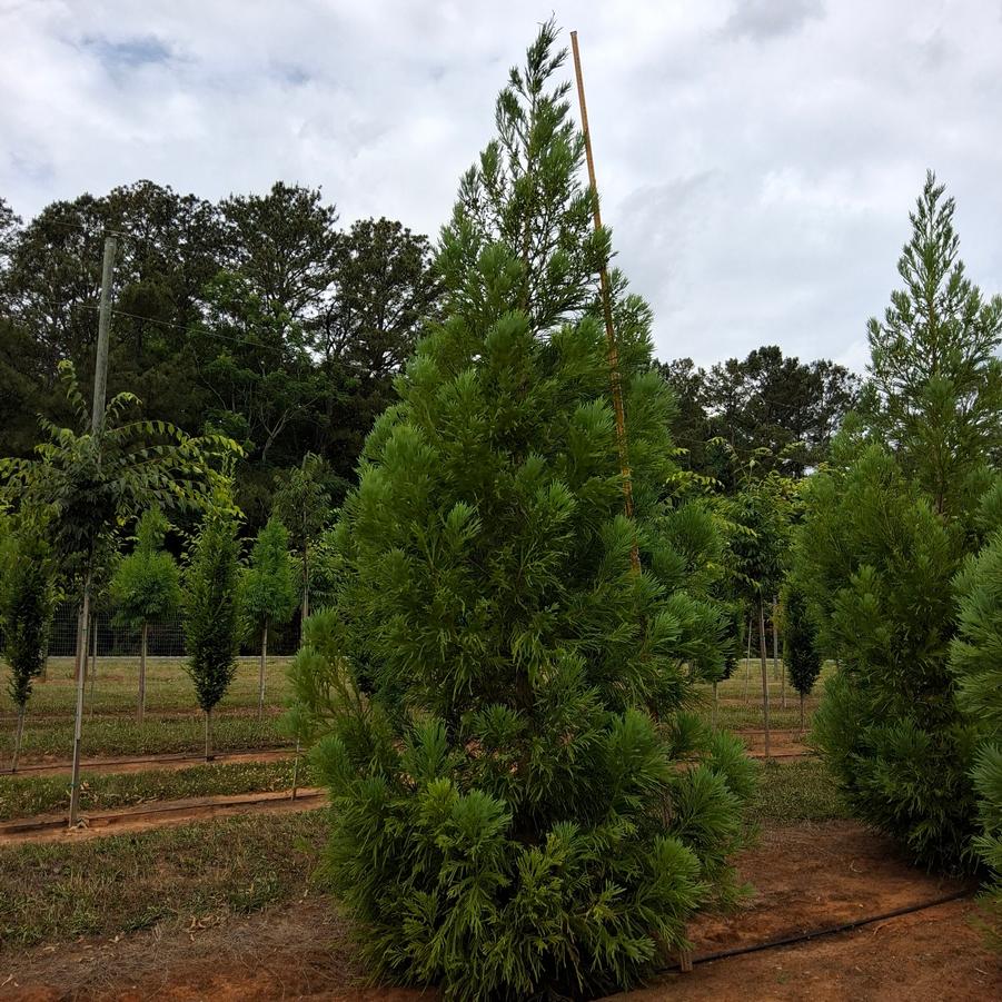 Cryptomeria japonica Yoshino