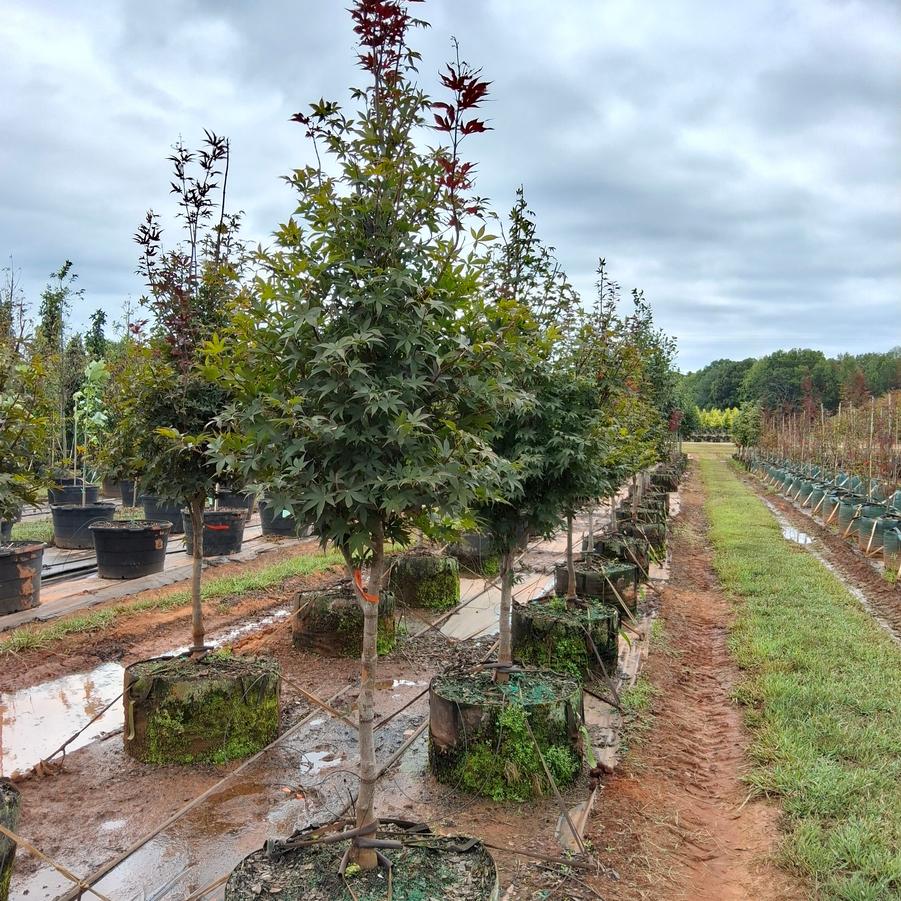 Acer palmatum var. atropurpureum Bloodgood