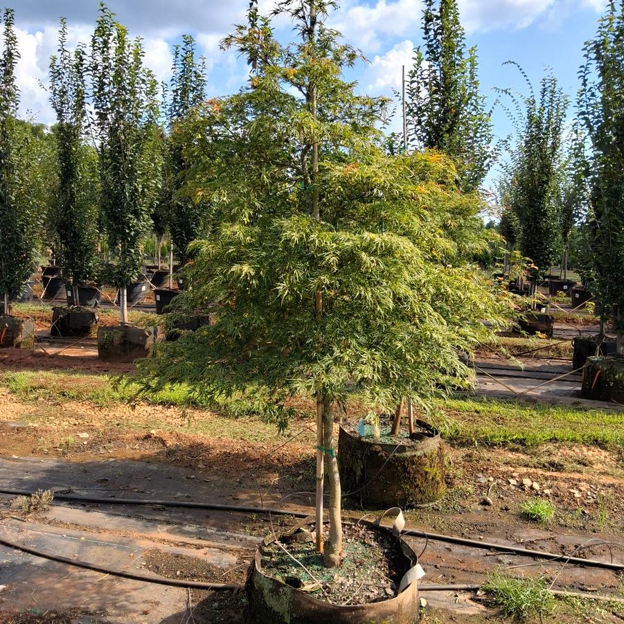 Acer palmatum var. dissectum Viridis