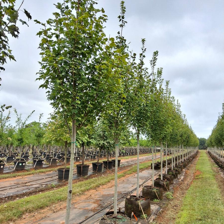 Acer rubrum Armstrong Gold&trade;