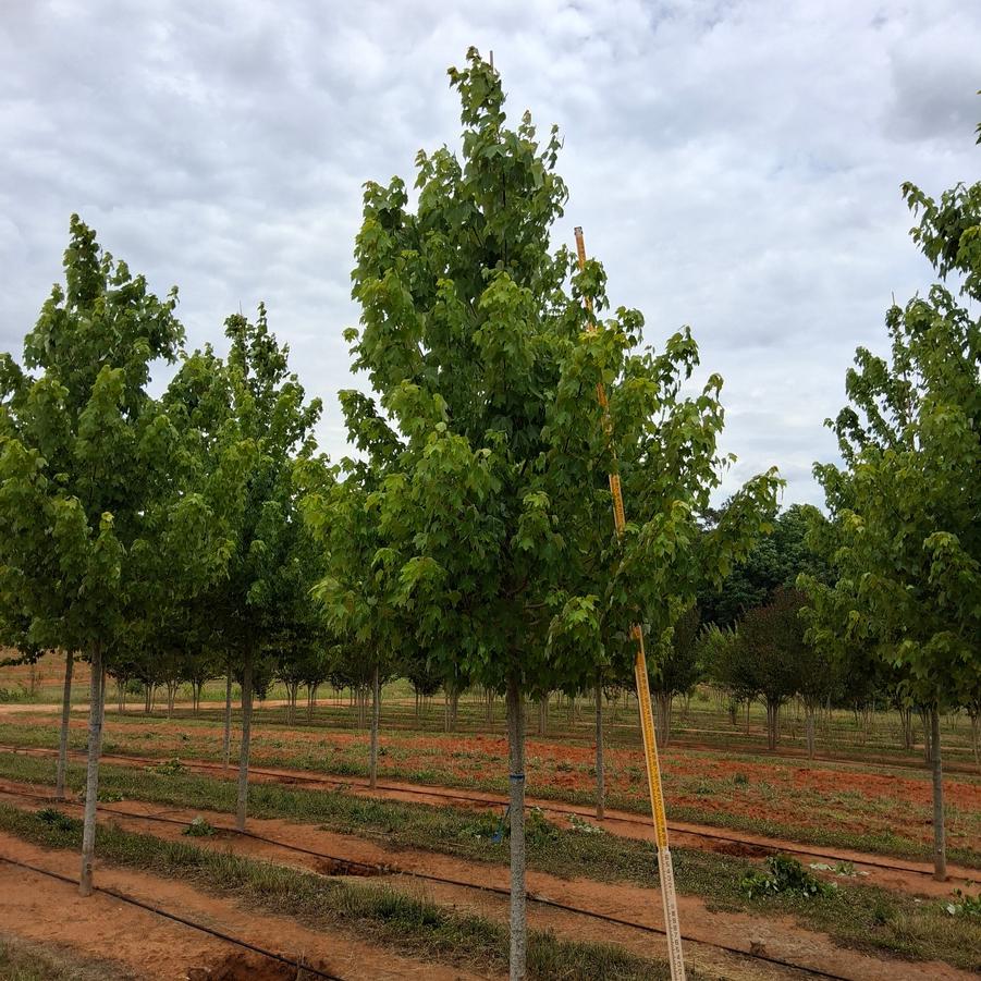 Acer rubrum October Glory