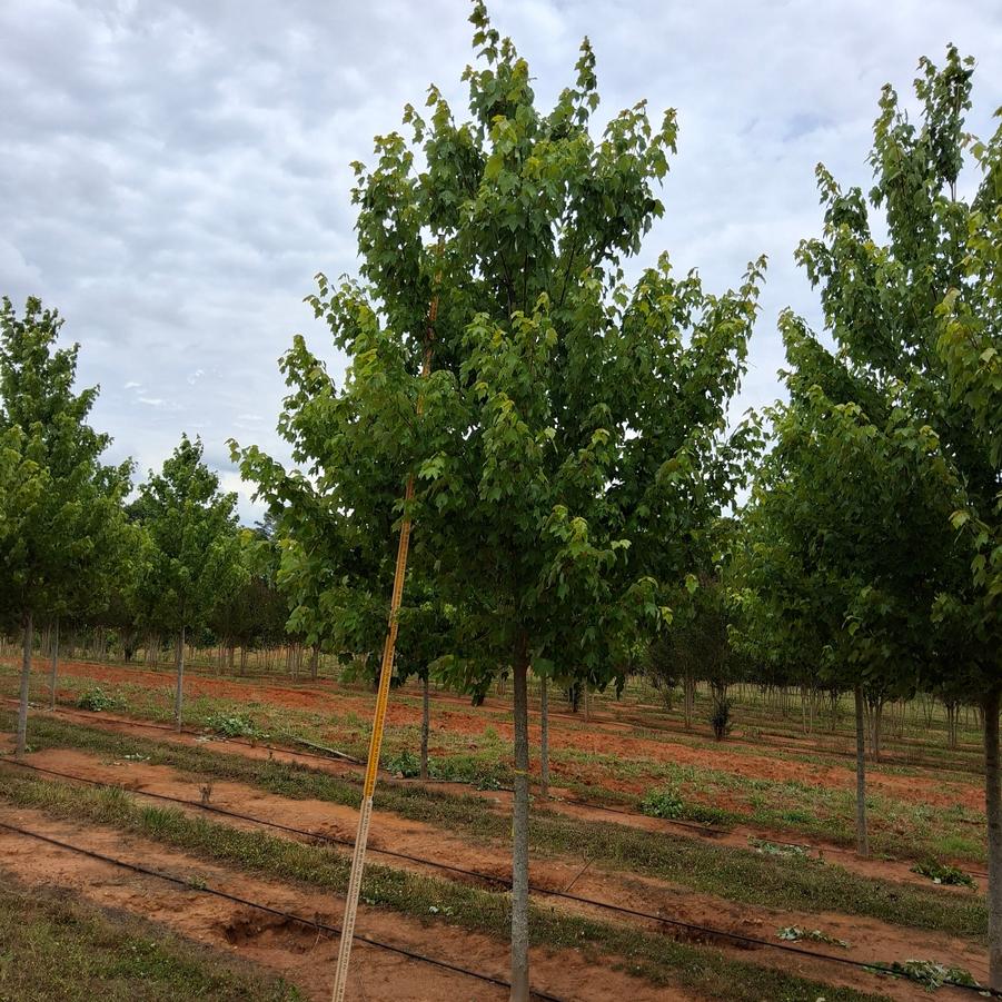 Acer rubrum October Glory