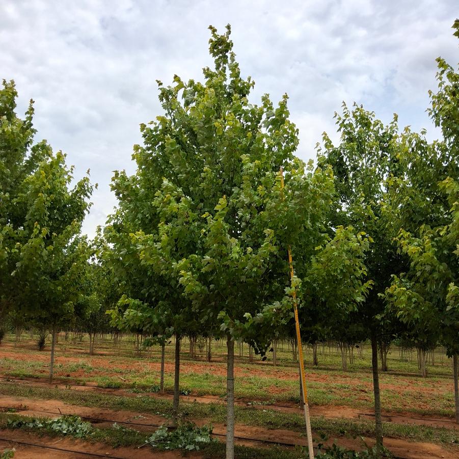 Acer rubrum October Glory