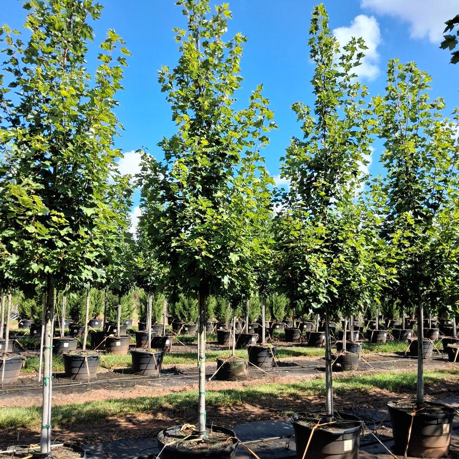 Acer rubrum October Glory