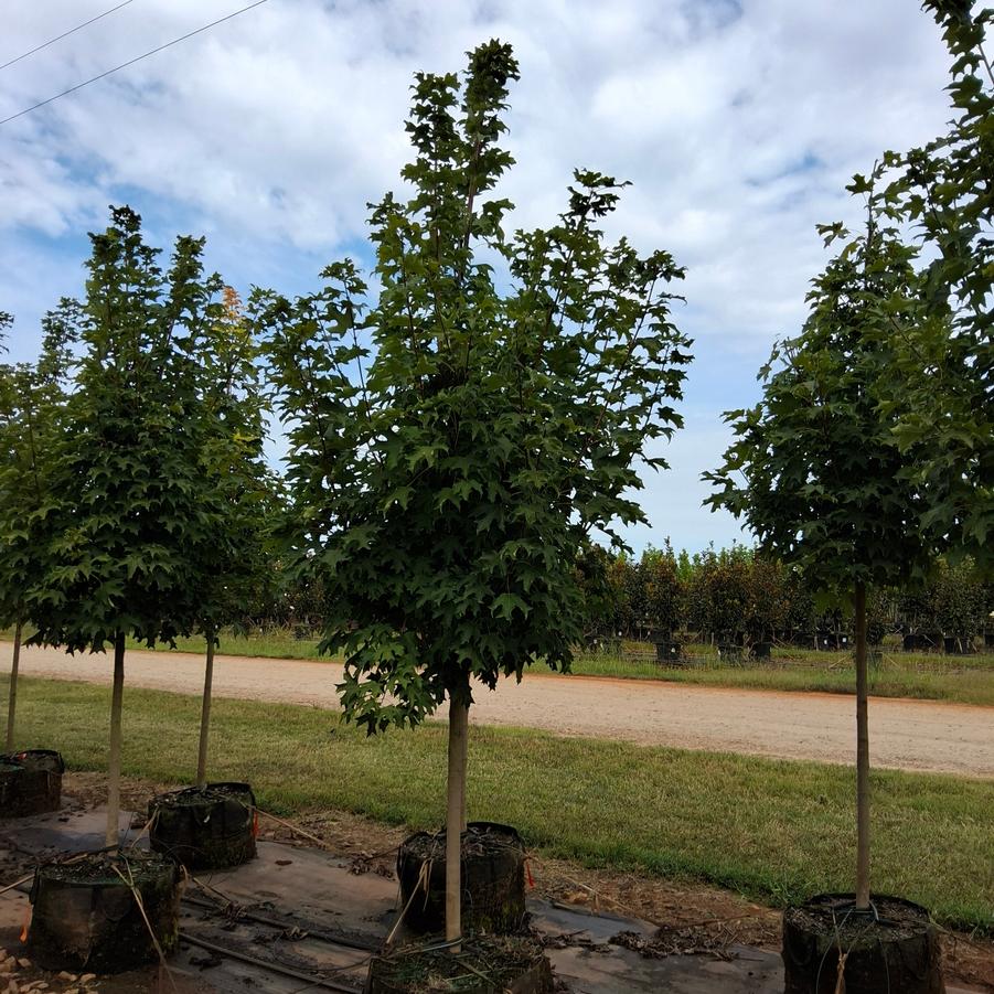 Acer saccharum Fall Fiesta&reg;