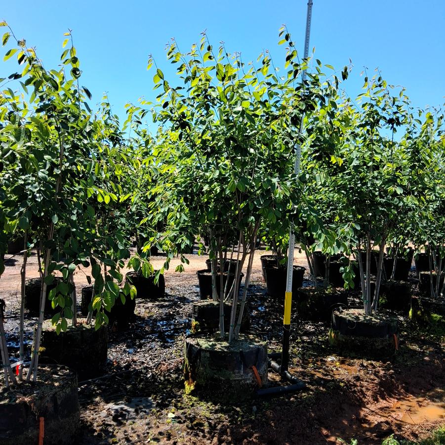 Amelanchier x grandiflora Autumn Brilliance&trade;