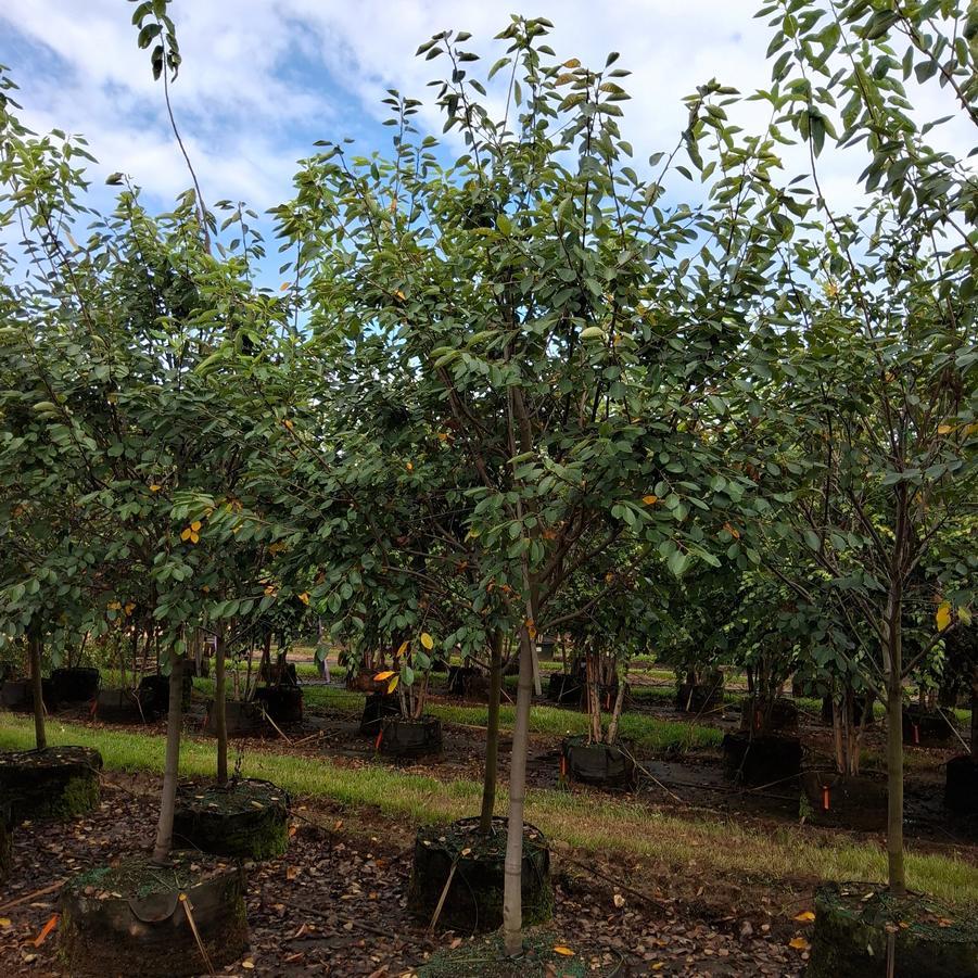 Amelanchier x grandiflora Autumn Brilliance&trade;