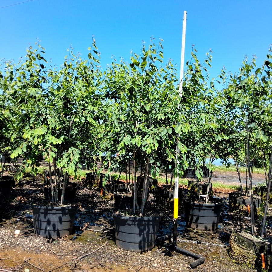 Amelanchier x grandiflora Autumn Brilliance&trade;