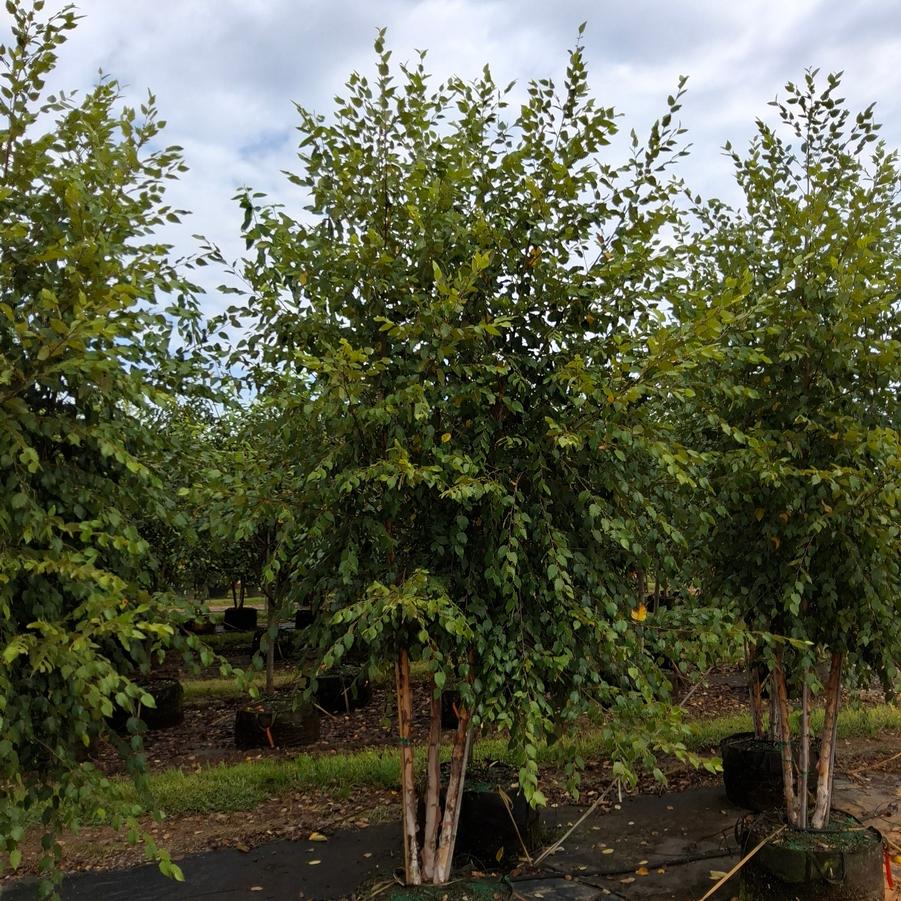 Betula nigra Dura Heat&reg;
