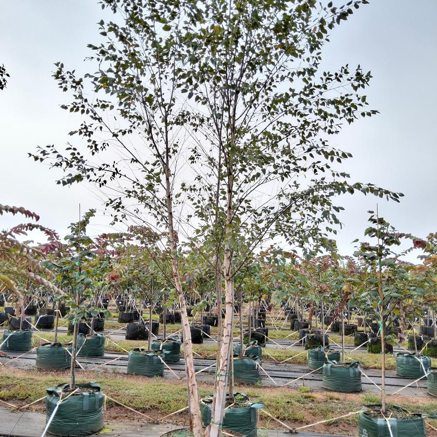 Betula nigra Dura Heat&reg;