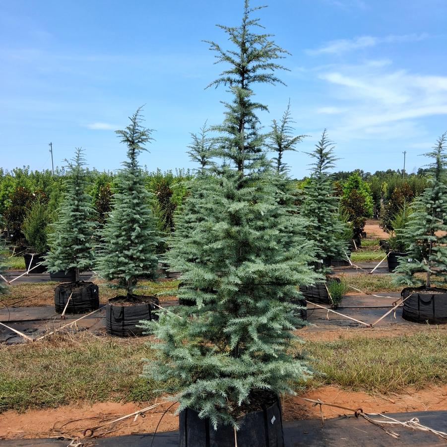 Cedrus deodara Patti Faye