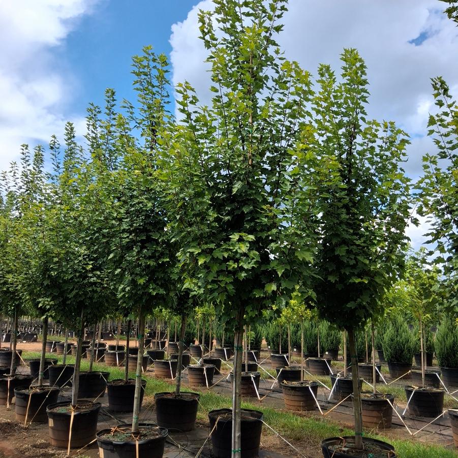 Acer rubrum Brandywine