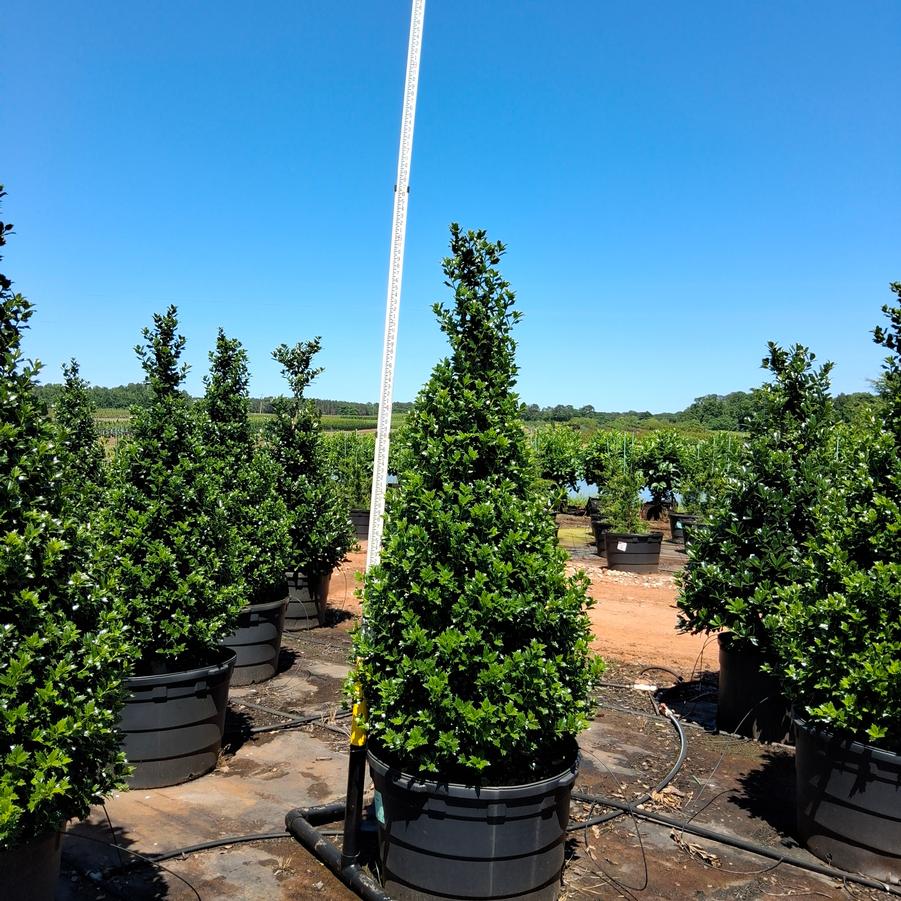 Ilex Acadiana&trade;