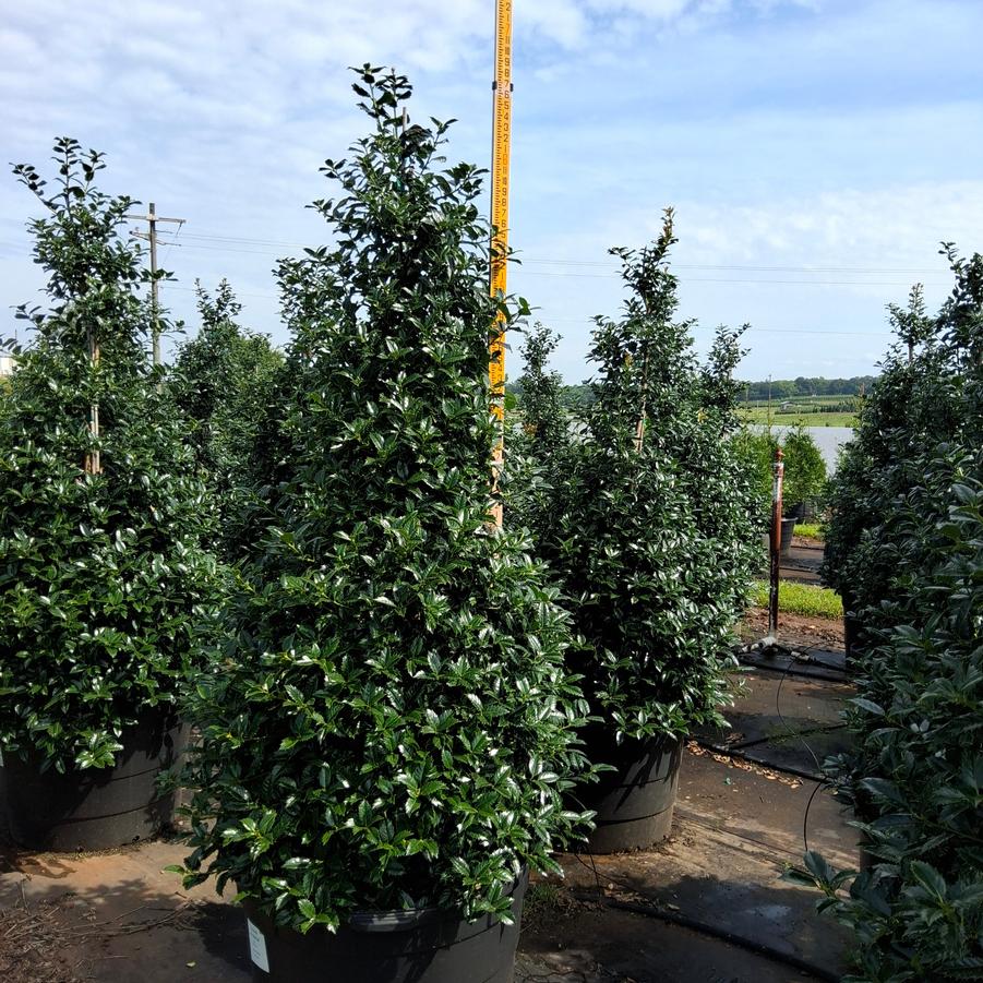 Ilex Mary Nell