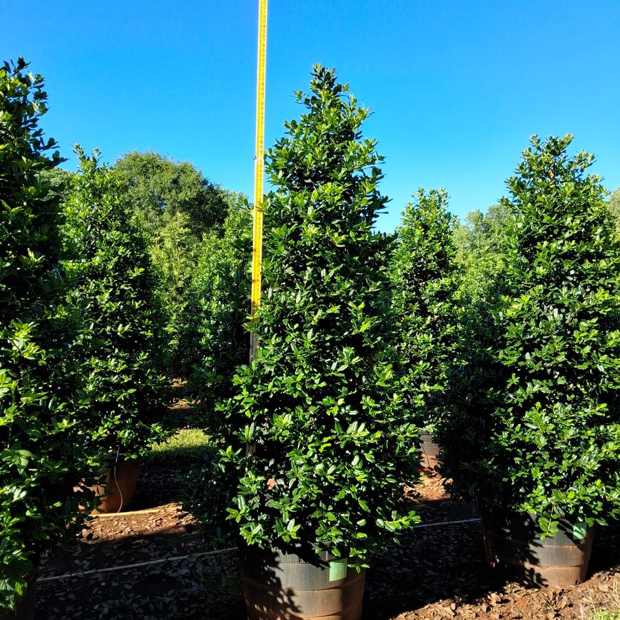 Ilex Nellie R. Stevens