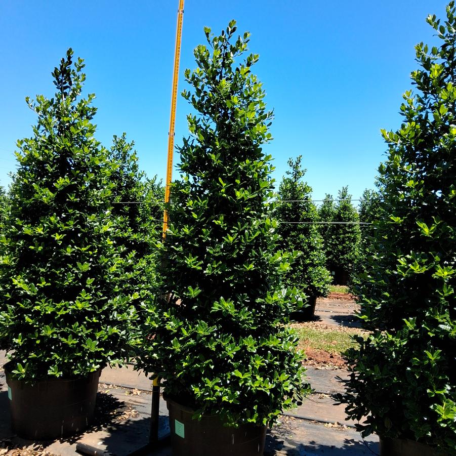 Ilex Nellie R. Stevens