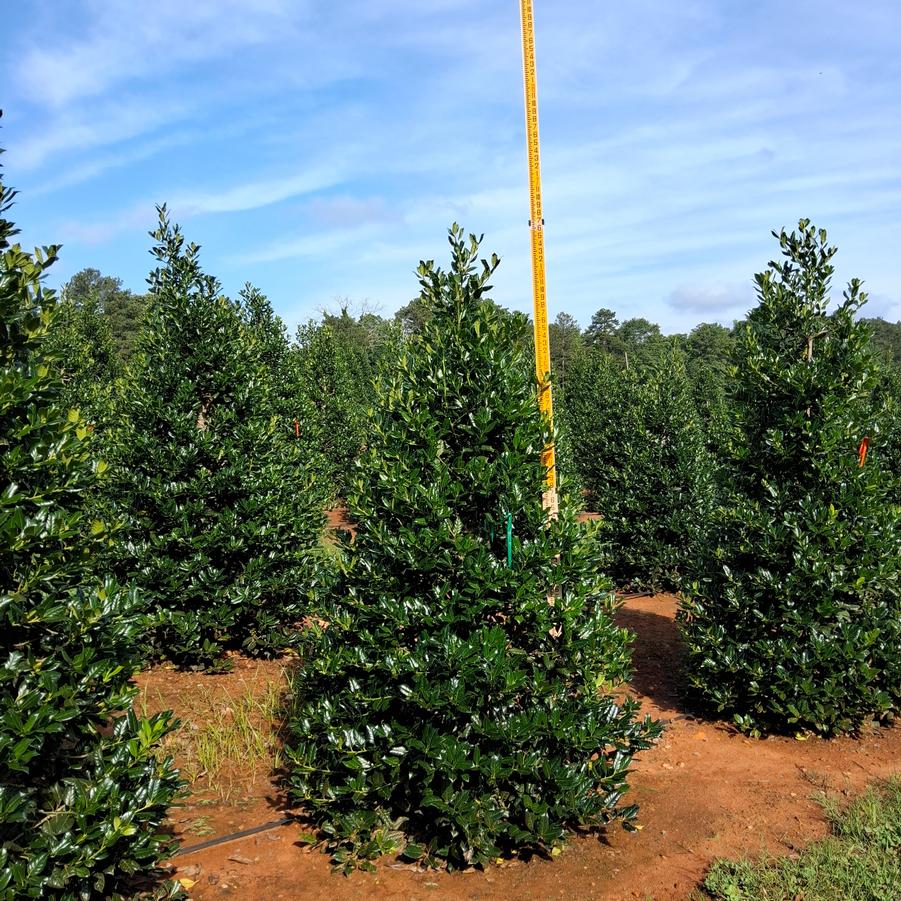 Ilex Nellie R. Stevens